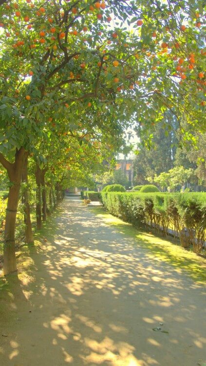 Orange trees in the gardens of the Alcazar.