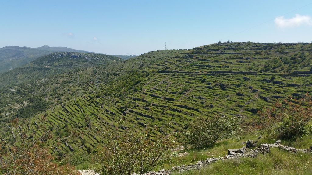 The old fields of Hvar. Some abandoned, and some full of well tended lavender plants. 