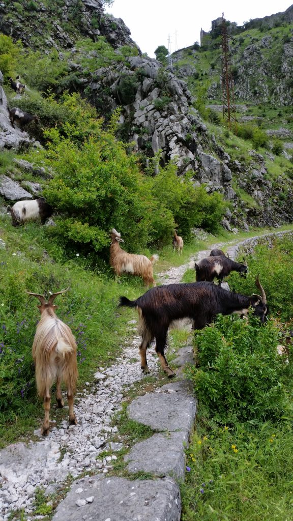 We went for a hike and this happened.