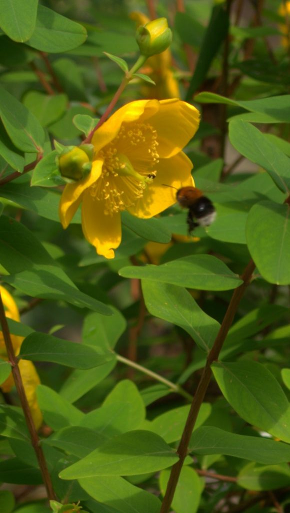 Padua - Botanical Gardens 20