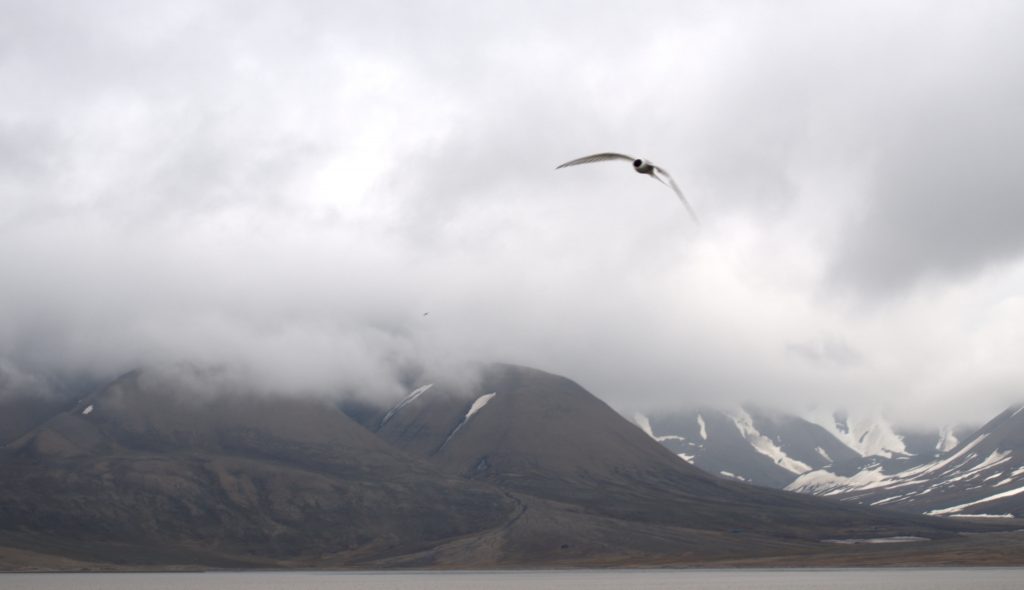 The arctic tern looks like a lovely sweet bird, but it's a vicious territorial little thing. This shot was taken just before it swooped us like a magpie.