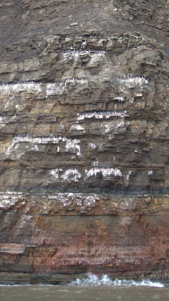 Every summer birds migrate to Svalbard and make nests in these cliffs.
