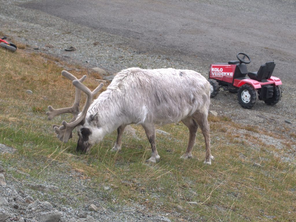 Reindeer don't really have any natural predators so they're not scared of anything and just happily wander around town.