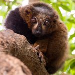 A lemur in Valencia's Bioparc.