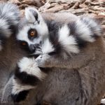 A ring-tailed lemur all curled up against the cool weather.