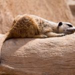 A meerkat enjoying a snooze in the sun.