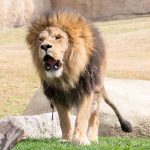 A lion in Valencia's Bioparc.