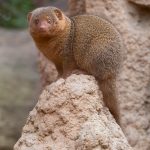A surprised looking mongoose in Valencia's Bioparc.