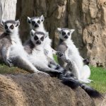 Ring-tailed lemurs enjoying the sun.