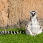 A ring-tailed lemur enjoying basking in the sun.