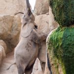 An elephant stretching to grab the leaves just out of reach.