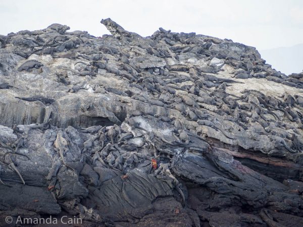 A picture of hundreds of iguanas piled on top of a rock.