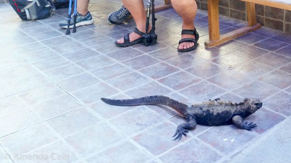 A picture of a marine iguana at a dock, surrounded by people.