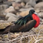 A picture of a male frigate bird sitting on a nest.