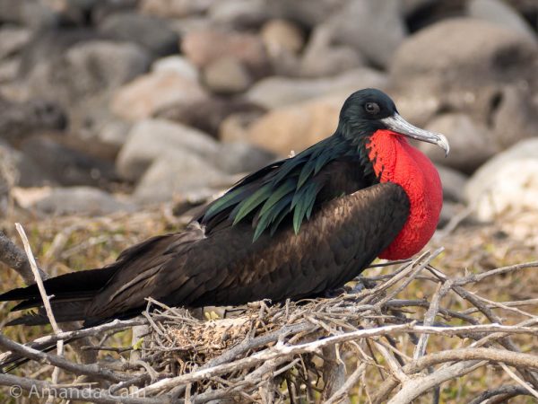A picture of a male frigate bird sitting on a nest.