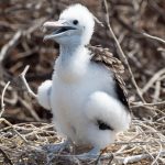 A picture of a baby frigate bird.