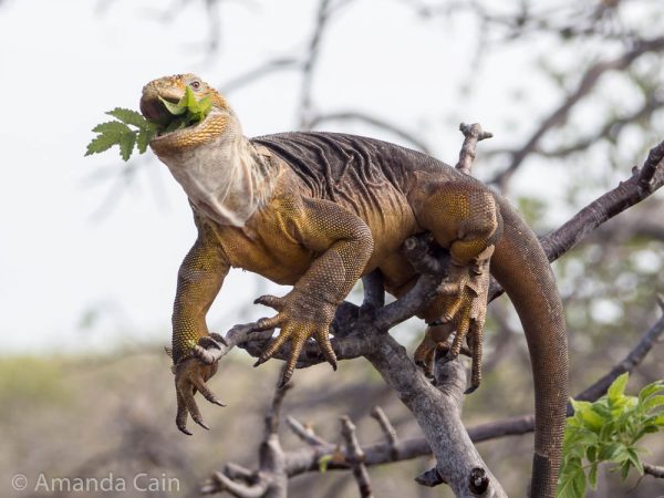 A picture of a yellow iguana up a tree to get some food.
