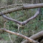 A picture of a hawk in mid flight with its wings spread wide.