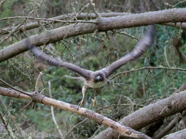 A picture of a hawk in mid flight with its wings spread wide.