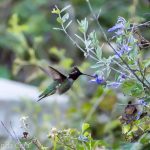A picture of a hummingbird feeding from a flower while in flight.
