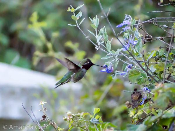 A picture of a hummingbird feeding from a flower while in flight.