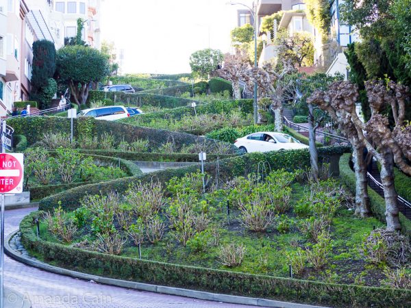 A picture of Lombard Street from the bottom of the hill with hedgerows showing the zig-zag layout of the street, and several cars driving down it.