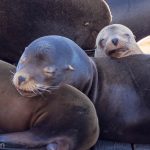 A mother and baby sea lion asleep on top of each other.