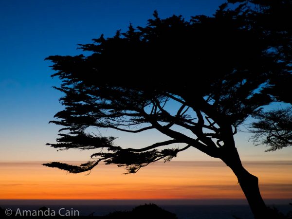 A picture of a tree in sillouette with bright orange, yellow and blue sunset colours in the sky.