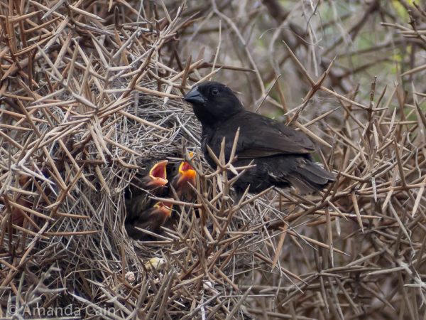 A picture of a finch bringing food to a nest of babies.