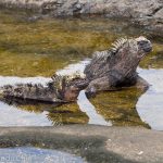 A picture of a couple of marine iguanas enjoying lazing around in a pool of water.