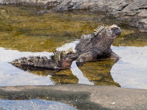 A picture of a couple of marine iguanas enjoying lazing around in a pool of water.