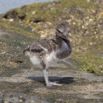 A picture of a very young and fluffy baby oyster catcher.