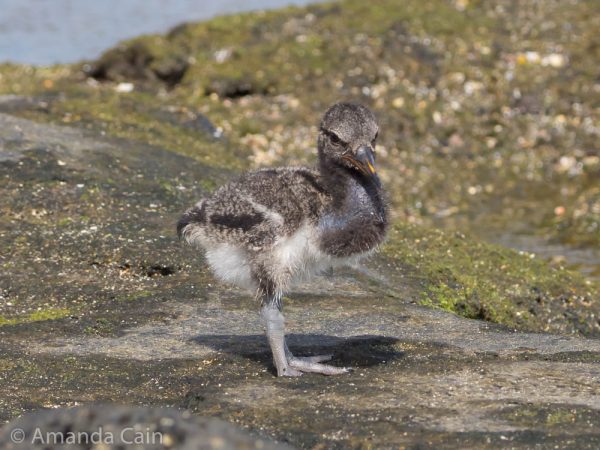 A picture of a very young and fluffy baby oyster catcher.