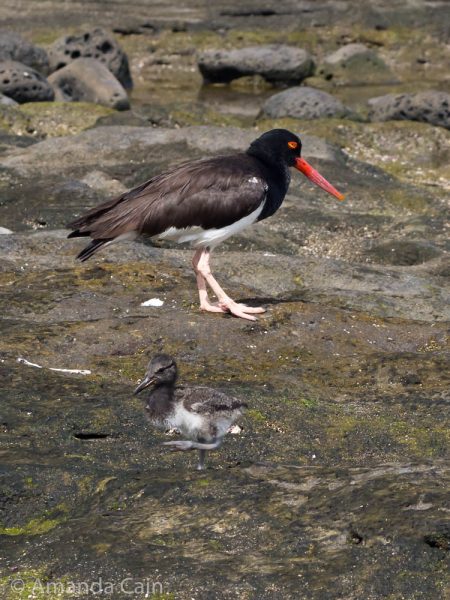 A picture of a baby oyster catcher with its mother.