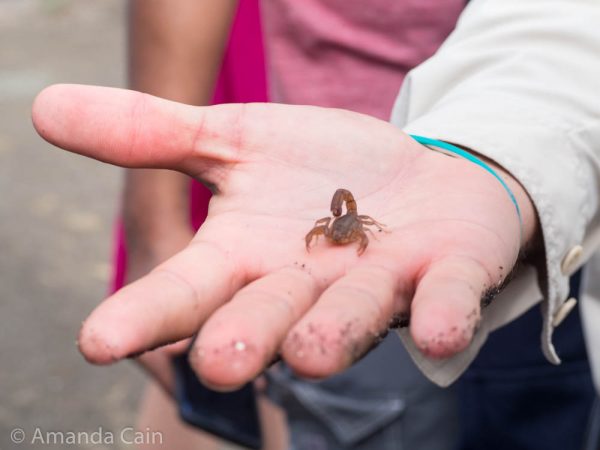 A picture of a teeny tiny Galapagos scorpion.