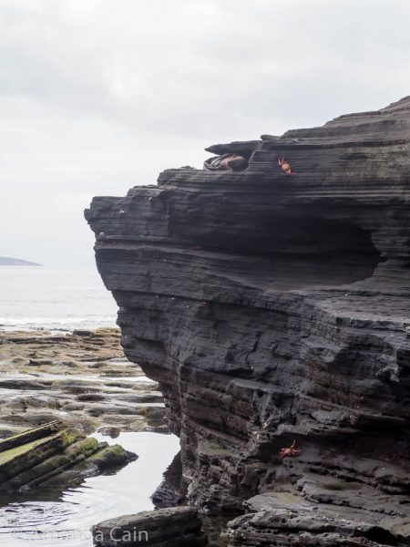 A picture of a baby sea lion asleep up a cliff.