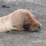 A picture of a baby sea lion waiting for its mother to come back.