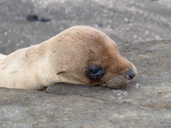 A picture of a baby sea lion waiting for its mother to come back.