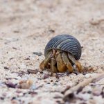 A picture of a teeny tiny hermit crab watching for danger.