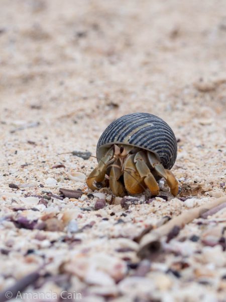 A picture of a teeny tiny hermit crab watching for danger.