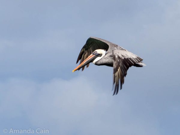 A picture of a Galapagos pelican in flight.