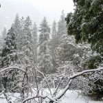 Yosemite after heavy overnight snow.