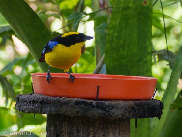 Blue winged mountain tanager.