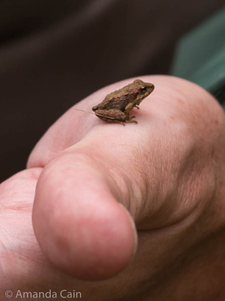A teeny tiny frog in Bella Vista Cloud Forest.