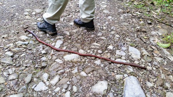 A giant earthworm at Bella Vista.