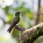 A hummingbird in Bella Vista Cloud Forest.