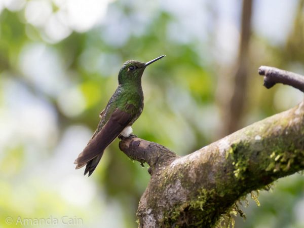 A hummingbird in Bella Vista Cloud Forest.