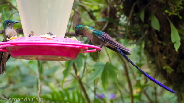 Hummingbirds and bees at a feeder.
