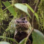 A hummingbird nest with two little 3 week old babies inside.