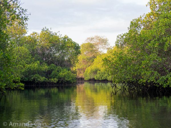 The mangroves of Elizabeth Bay.